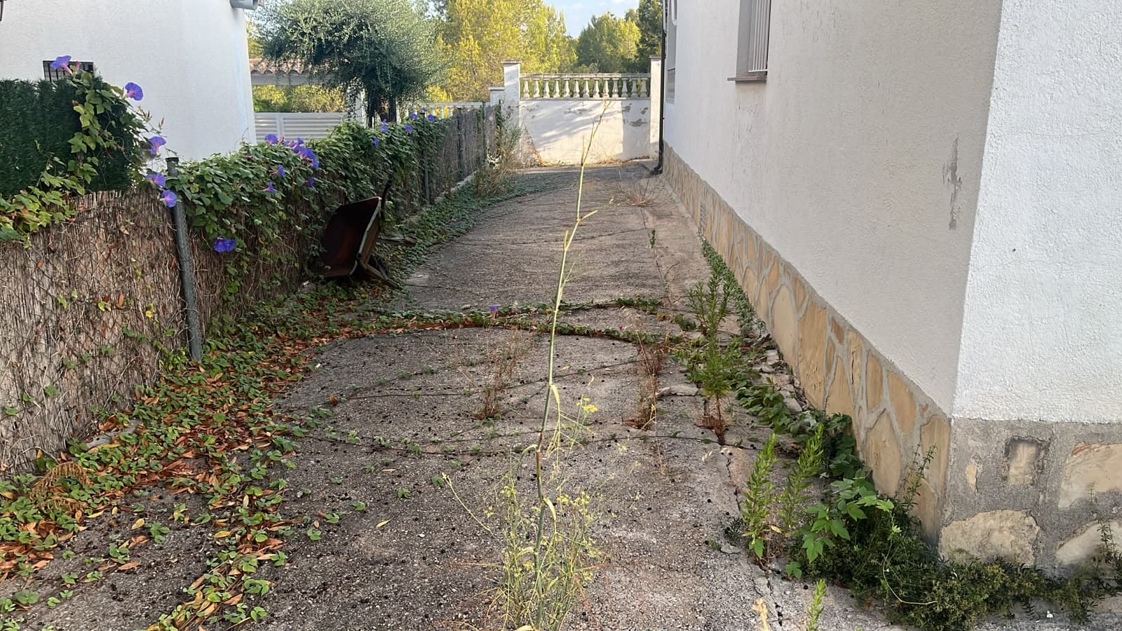 Camí de pas envaït per males herbes