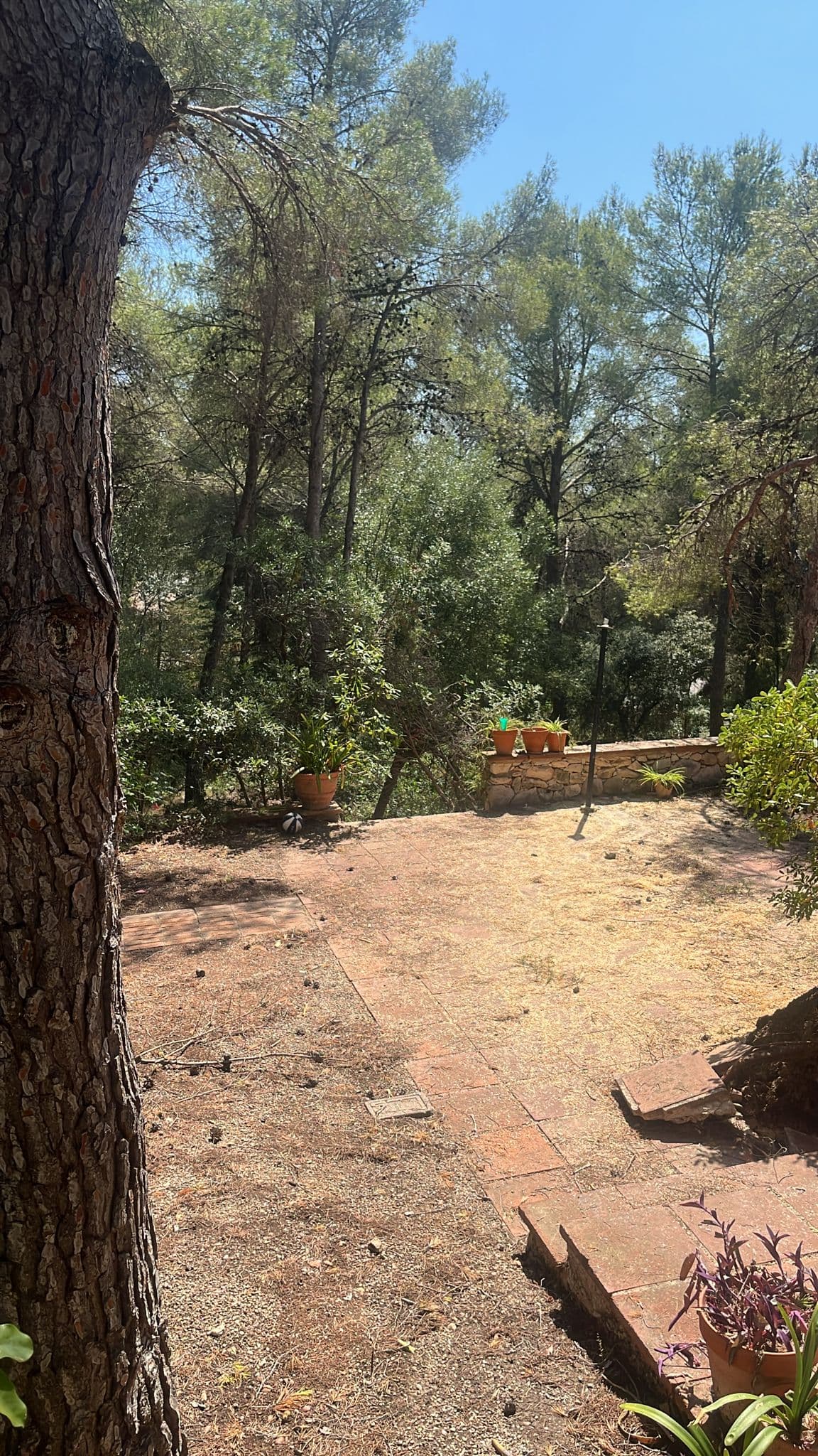 El mateix pati net i despejat, amb l'arbre retirat