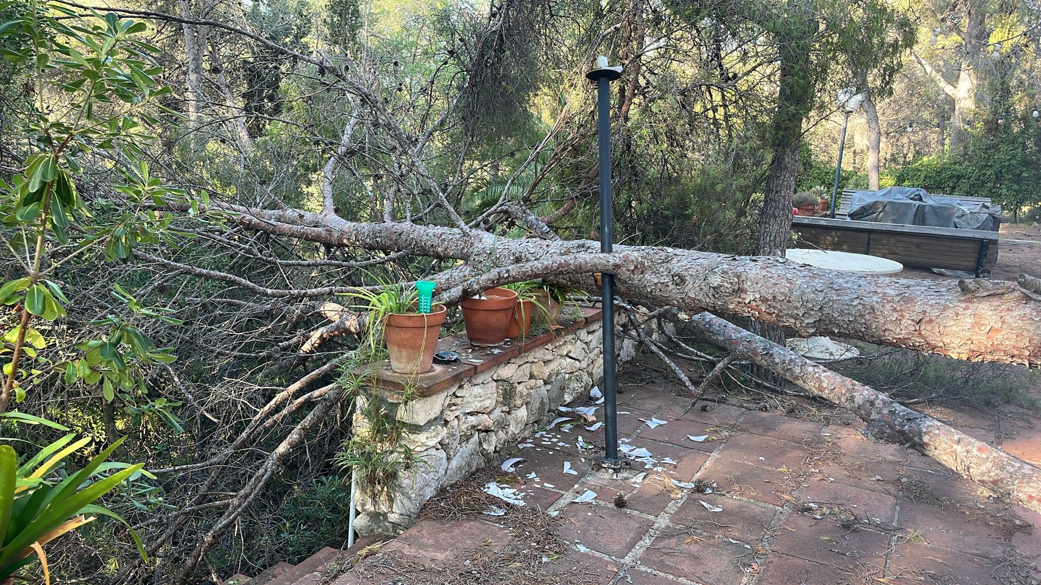 Pati amb un pi caigut després d'un temporal