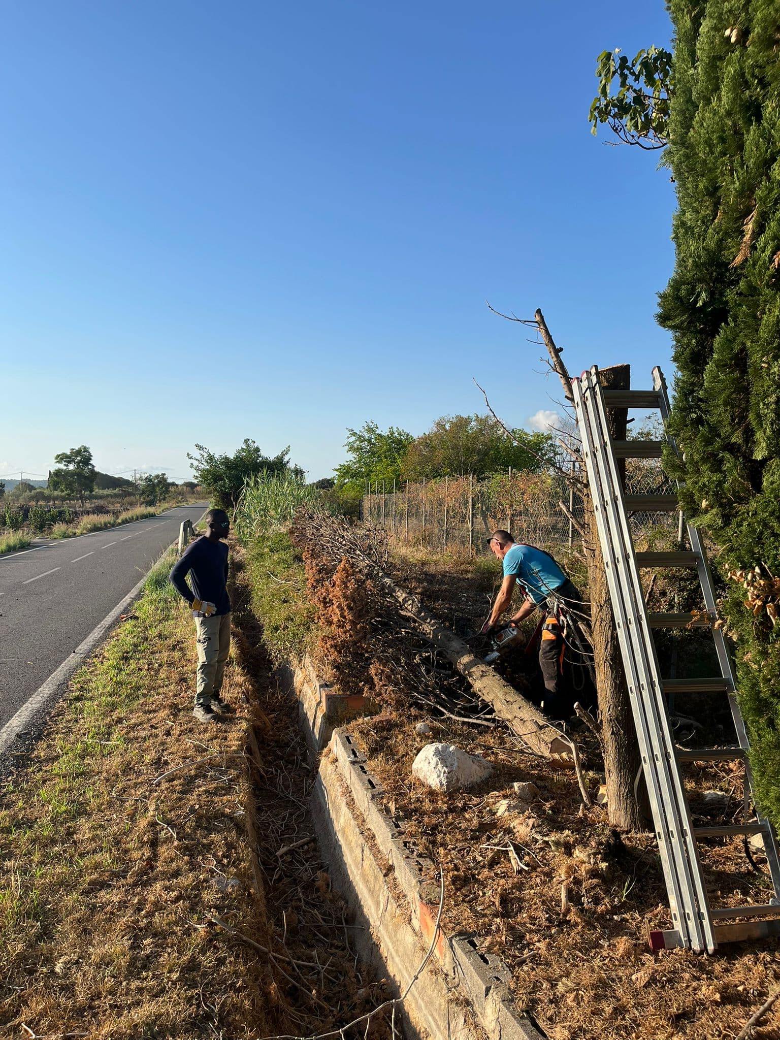 Tallant el tronc en trossos després de la tala