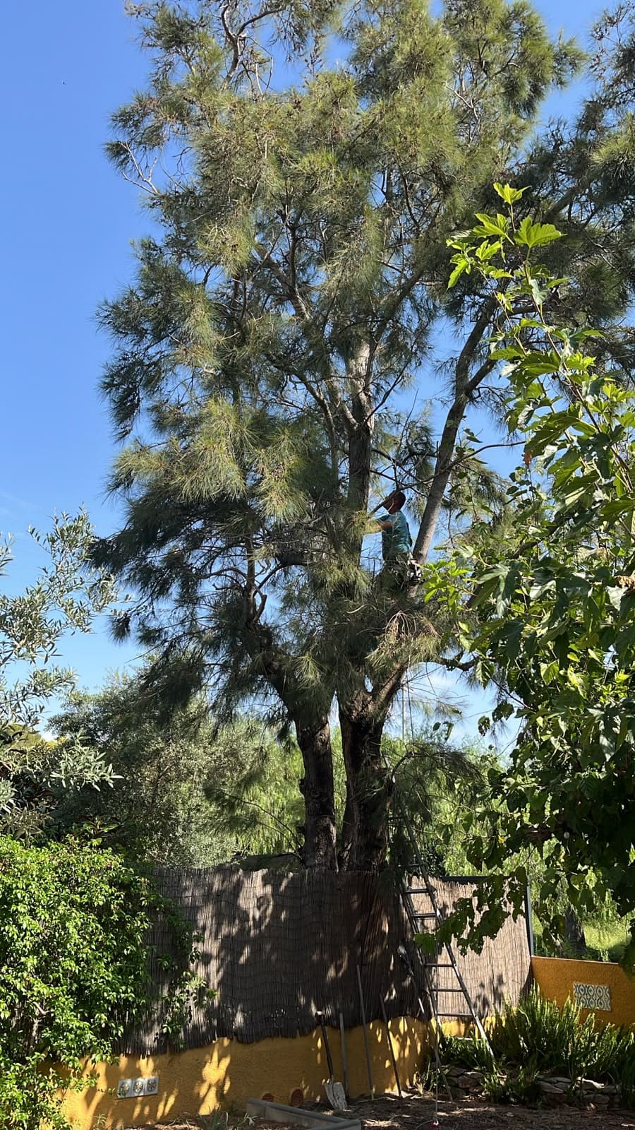 Poda i Tala d'Arbres